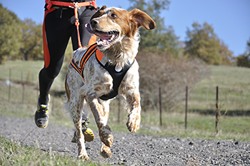 Dog jogging outlet harness